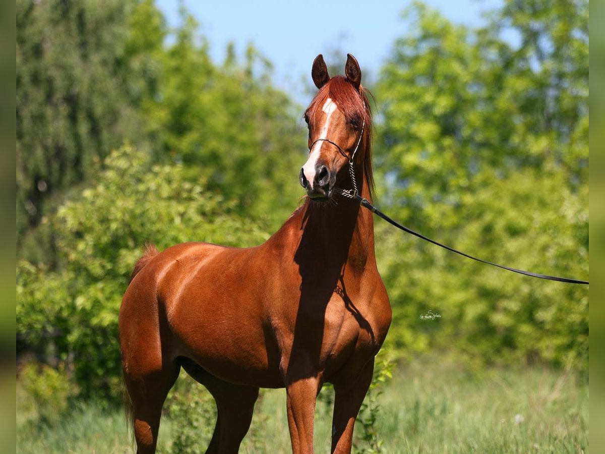 Arabian horses Mare 7 years 14,2 hh Chestnut-Red in Lodz