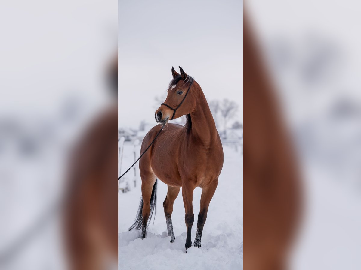 Arabian horses Mare 7 years 14,3 hh Brown in Senden