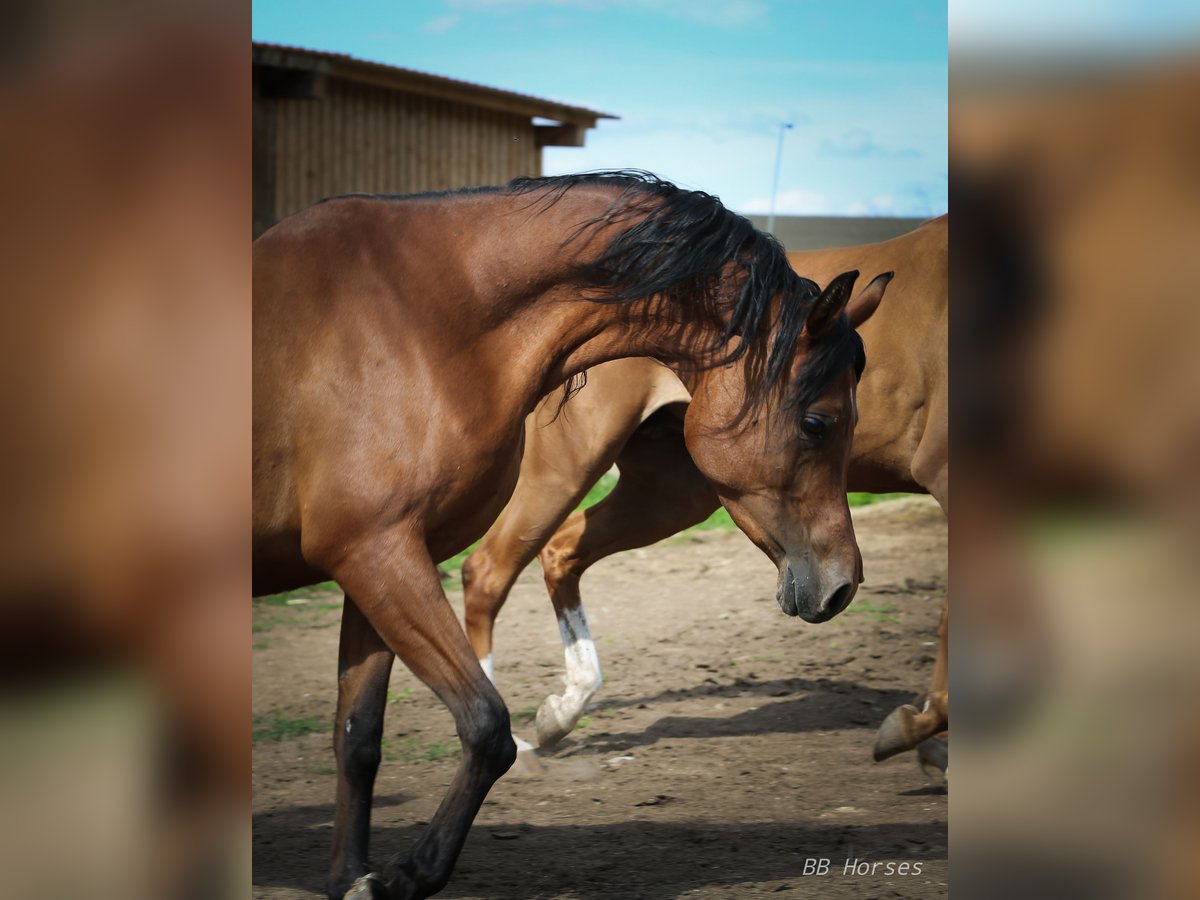 Arabian horses Mare 7 years 14,3 hh Brown in Wernberg-Köblitz