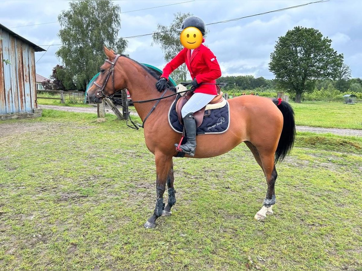 Arabian horses Mare 7 years 14,3 hh Brown in Valenciennes