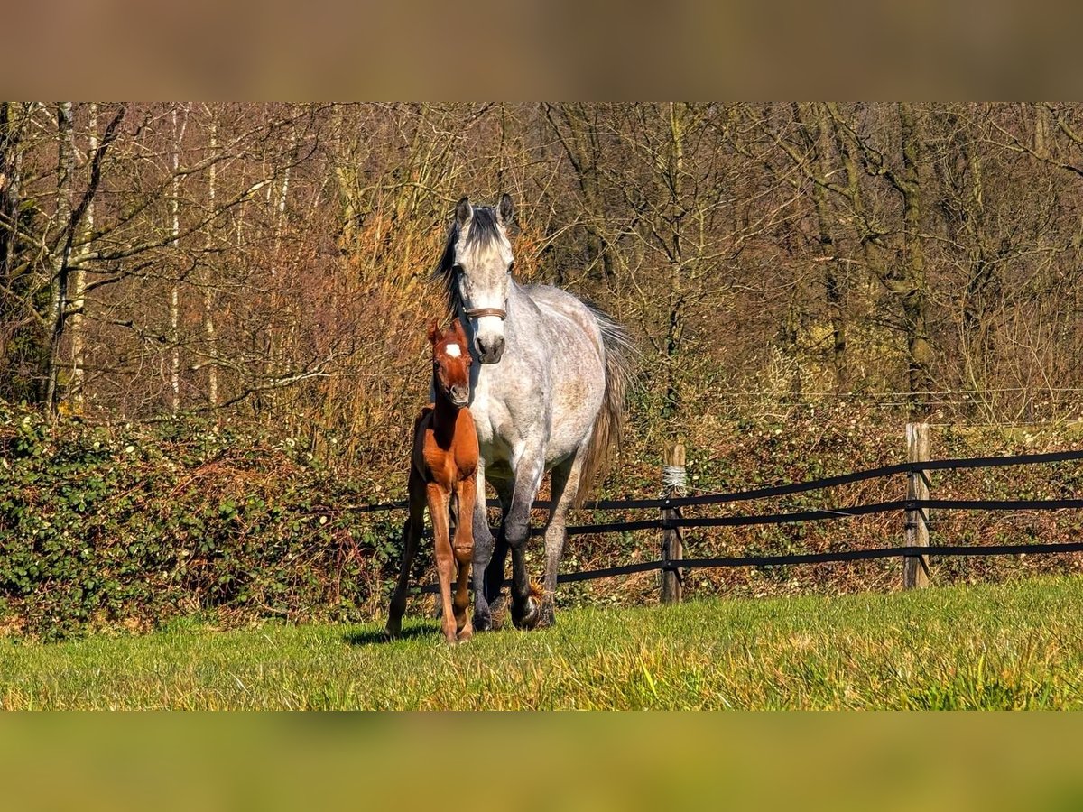 Arabian horses Mare 7 years 14,2 hh Gray in Essen