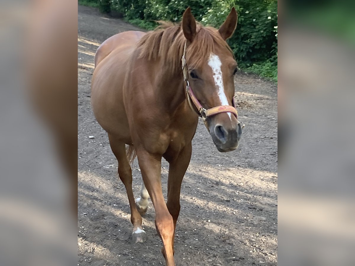 Arabian horses Mare 7 years 15,1 hh Chestnut-Red in Theras