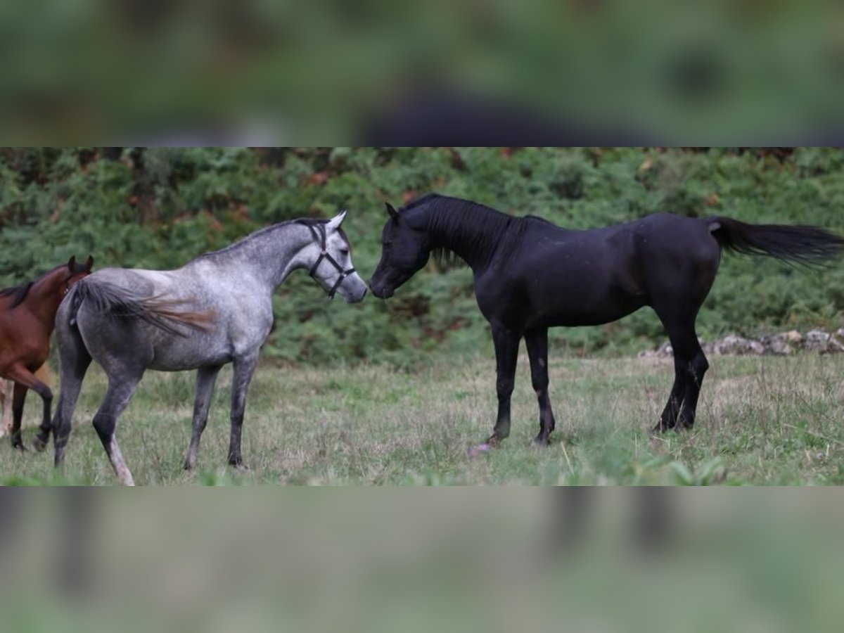 Arabian horses Mare 7 years 15,2 hh White in Bosau