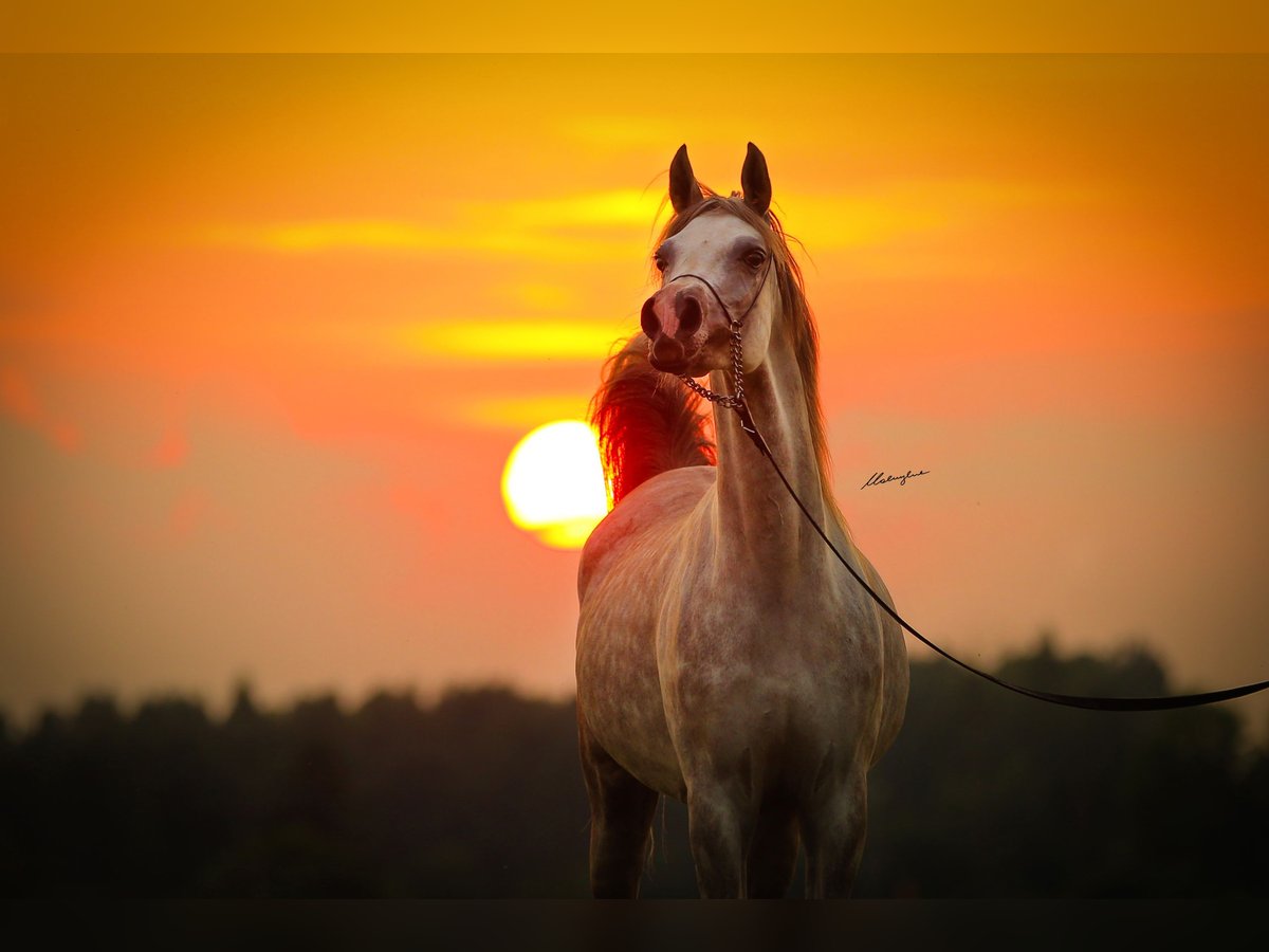 Arabian horses Mare 7 years 15,1 hh Gray in Stryków