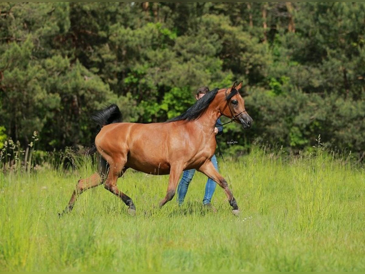 Arabian horses Mare 7 years Brown in Wielogóra Arabian horses Mare 7 years Brown in Wielogóra