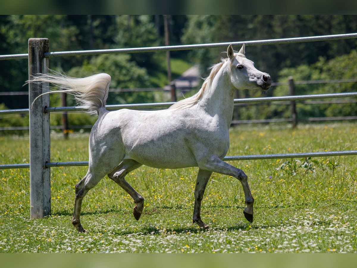 Arabian horses Mare 7 years Gray in Gomadingen Arabian horses Mare 7 years Gray in Gomadingen
