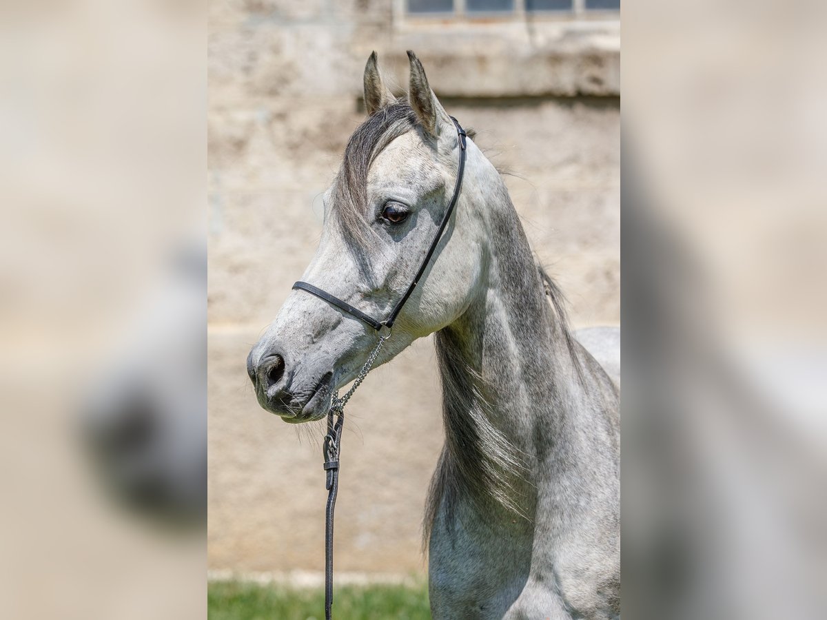Arabian horses Mare 7 years Gray in Gomadingen Arabian horses Mare 7 years Gray in Gomadingen