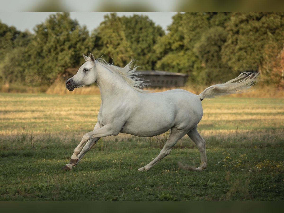 Arabian horses Mare 8 years 14,3 hh Grey-Fleabitten in Neuhaus