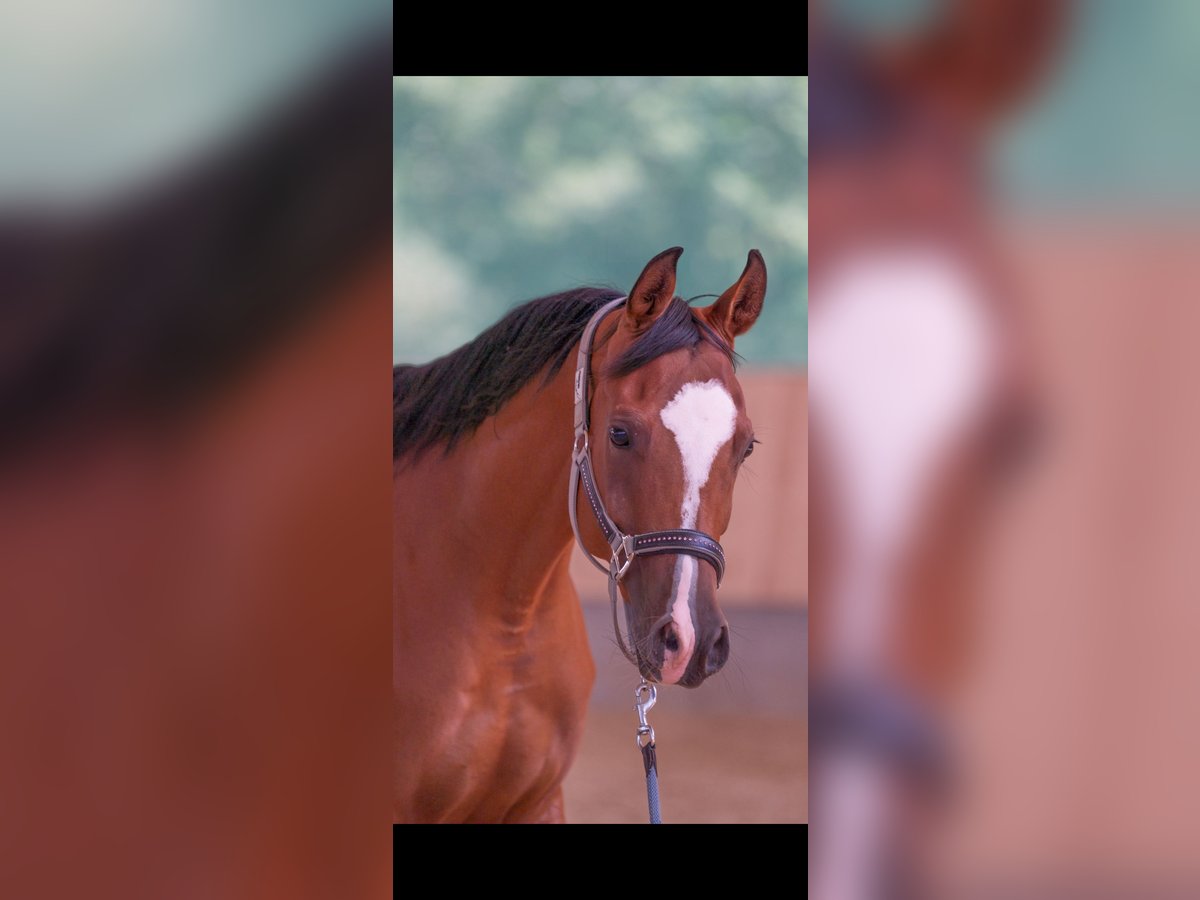 Arabian horses Mare 8 years 15,2 hh Brown in Senden