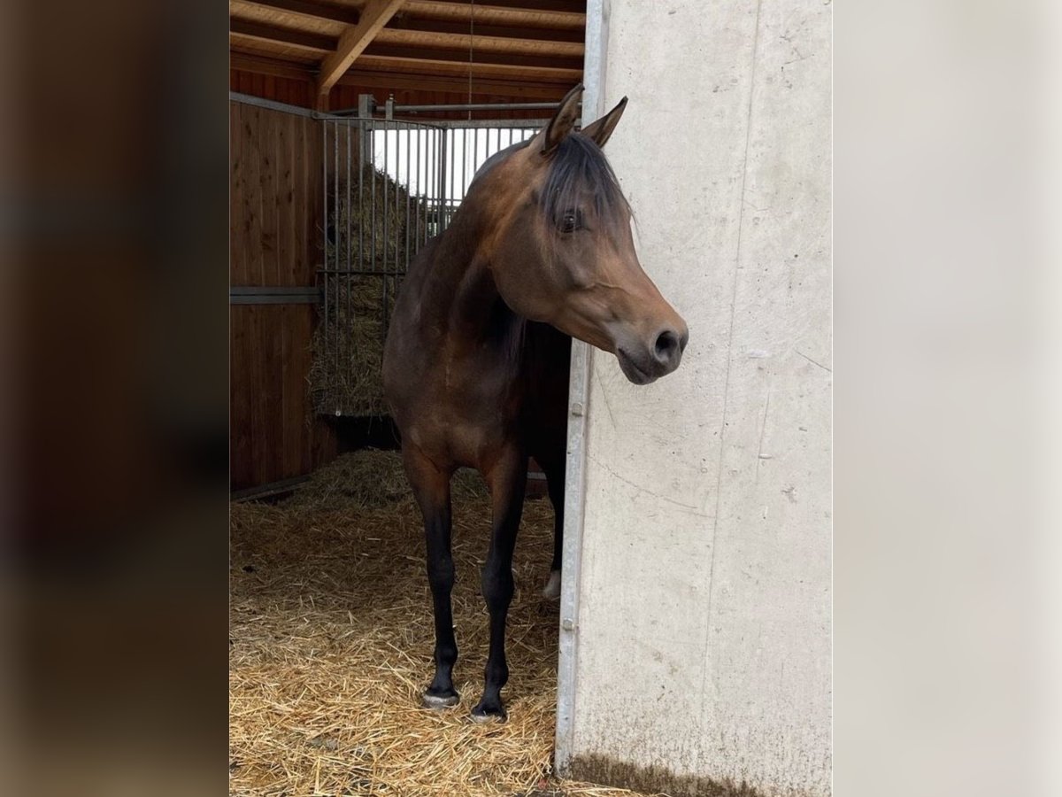 Arabian horses Mare 8 years 15 hh Brown in Münsterhausen