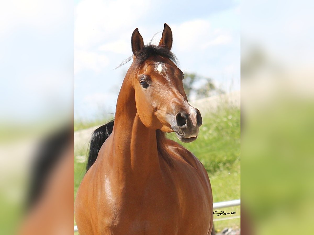 Arabian horses Mare 8 years 15 hh Brown in Wallsee