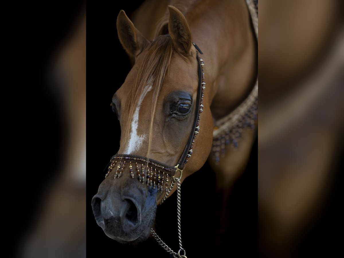 Arabian horses Mare 8 years 15 hh Chestnut-Red in Rockanje