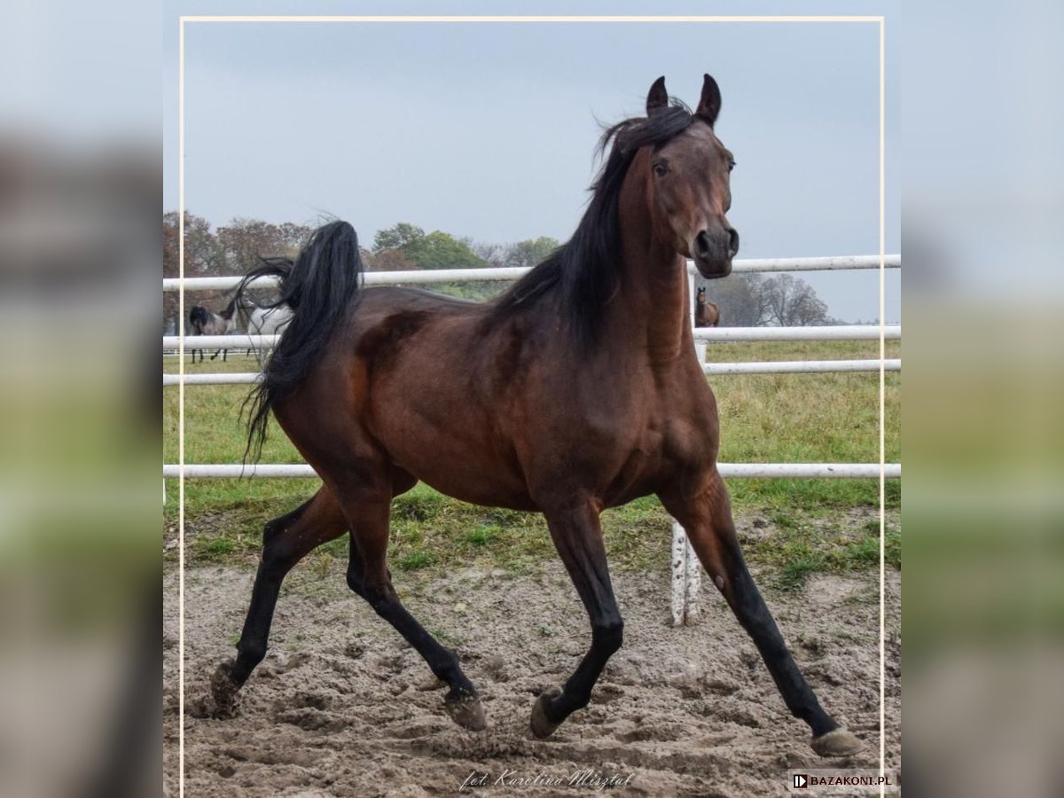 Arabian horses Mare 8 years 15,1 hh Brown in Koprivnica
