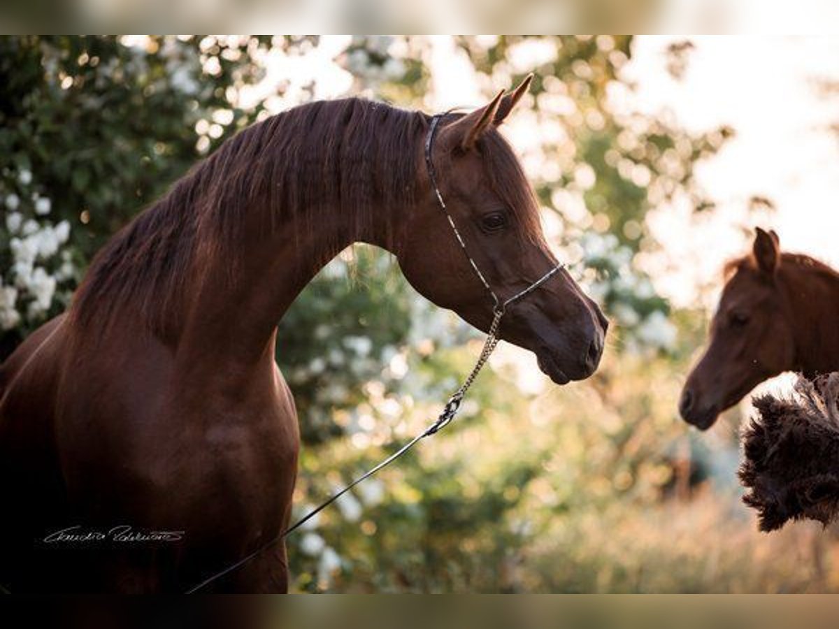 Arabian horses Mare 8 years 15,2 hh Chestnut in Zeithain