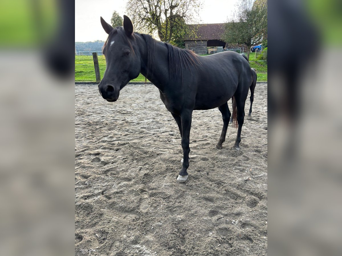 Arabian horses Mare 8 years 16 hh Black in Ermensee