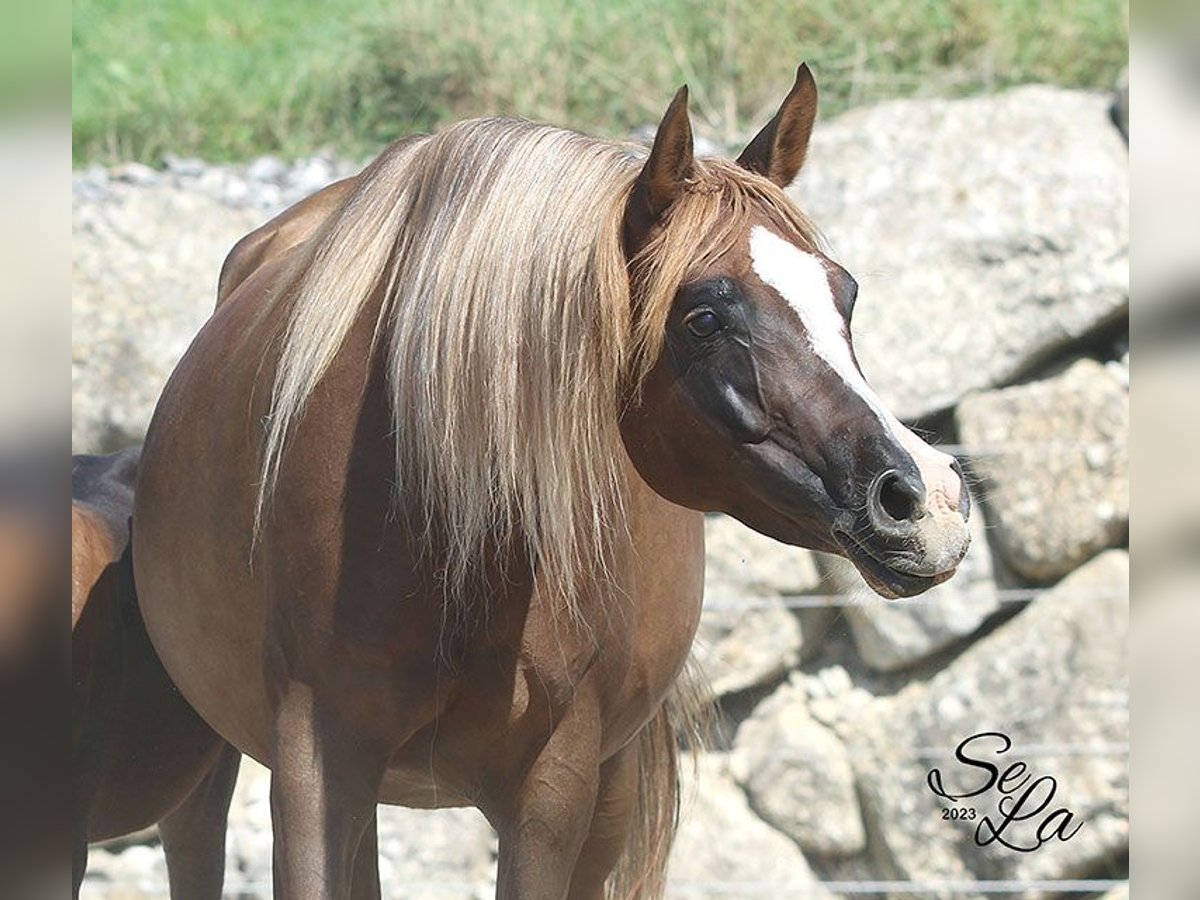 Arabian horses Mare 8 years Chestnut in Wallsee Arabian horses Mare 8 years Chestnut in Wallsee