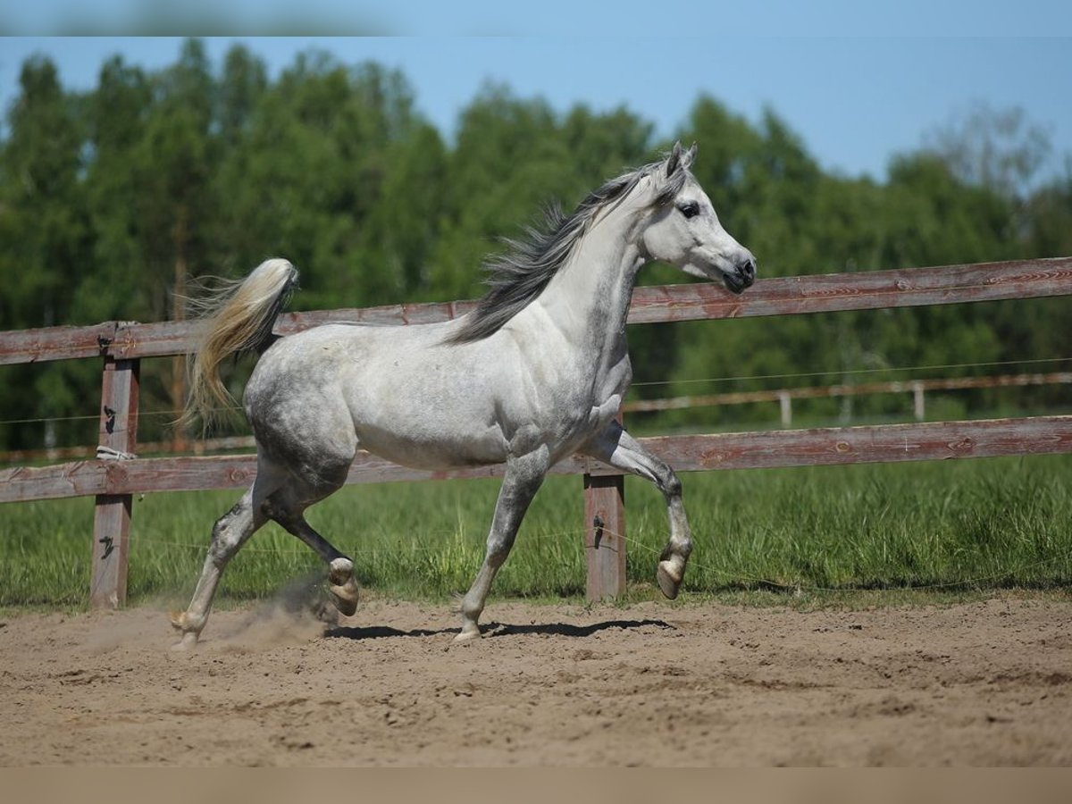 Arabian horses Mare 8 years Gray in WOLA LOKOTOWA