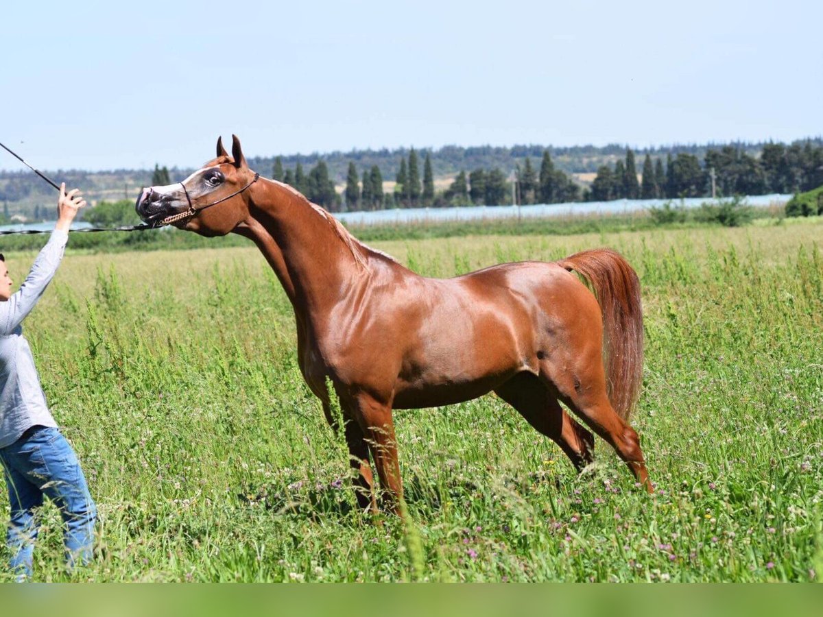 Arabian horses Mare 8 years Sorrel in Elgezabal
