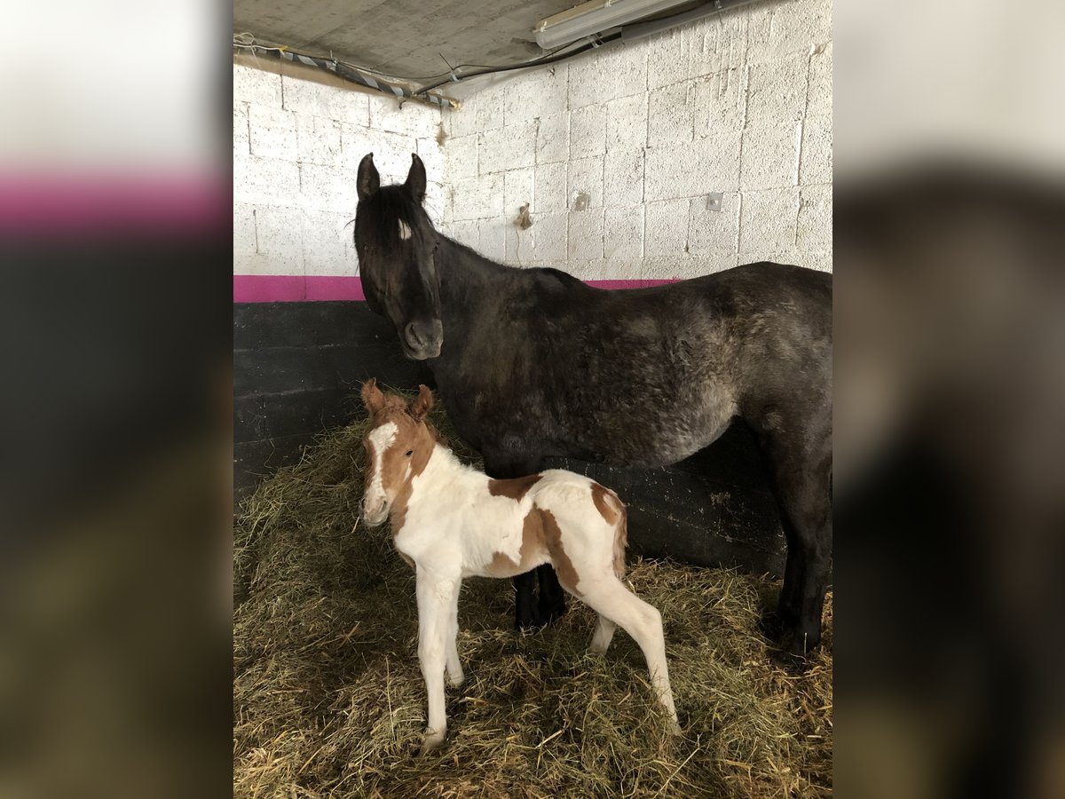 Arabian horses Mare 9 years 14,2 hh Black in Hinterrhein