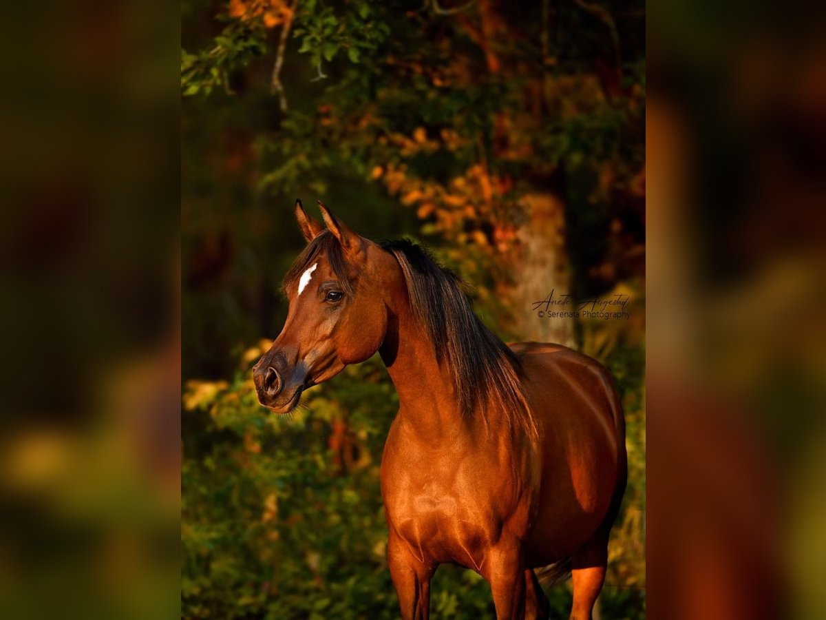 Arabian horses Mare 9 years 15 hh Bay in Klofta