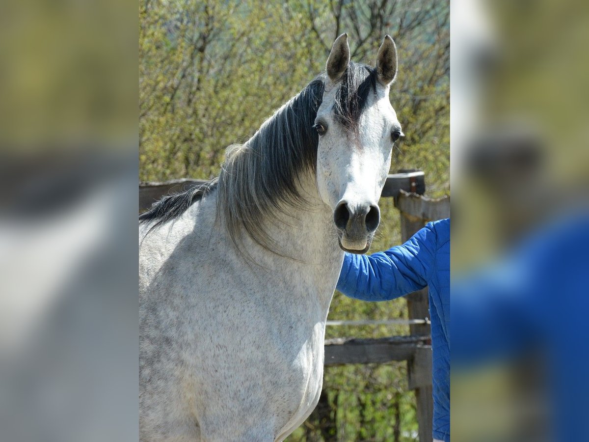 Arabian horses Mare 9 years 15 hh Gray in Chimay