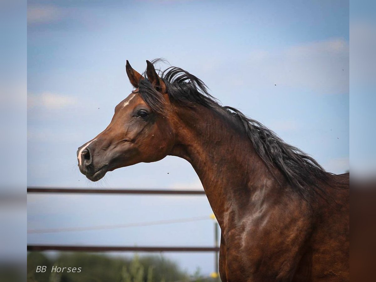 Arabian horses Mare 9 years 15 hh Smoky-Black in Pastetten