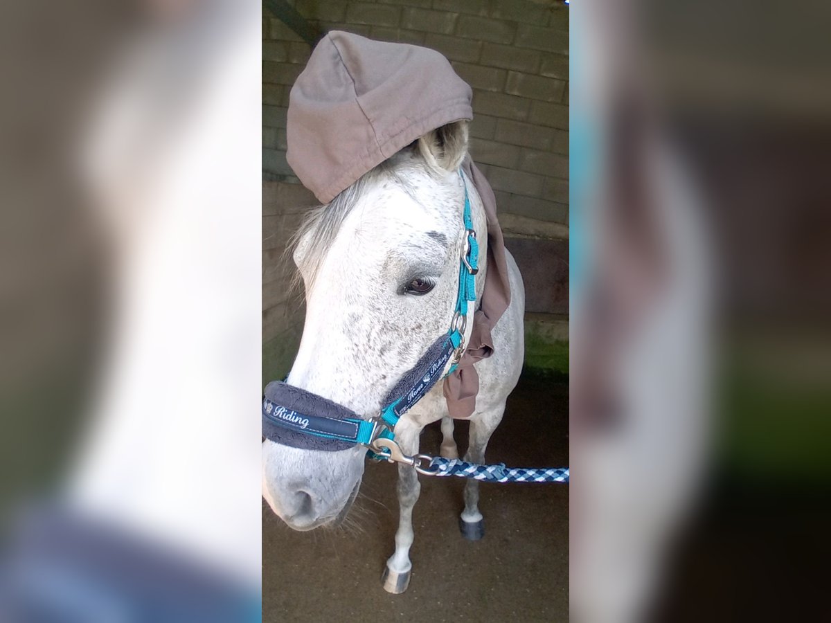 Arabian horses Mare 9 years 15,1 hh Grey in Berlin Arabian horses Mare 9 years 15,1 hh Grey in Berlin