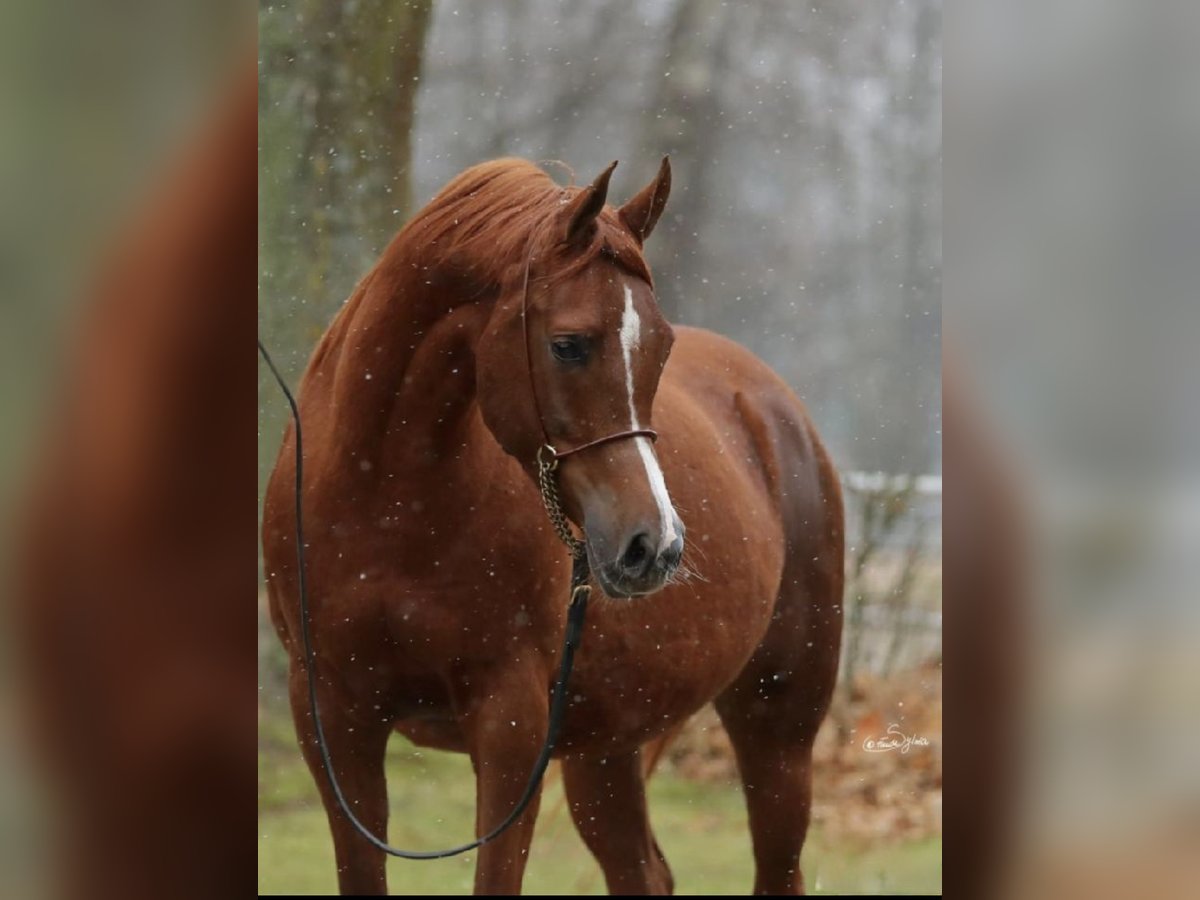 Arabian horses Mare 9 years 15,2 hh Chestnut-Red in Ewelin