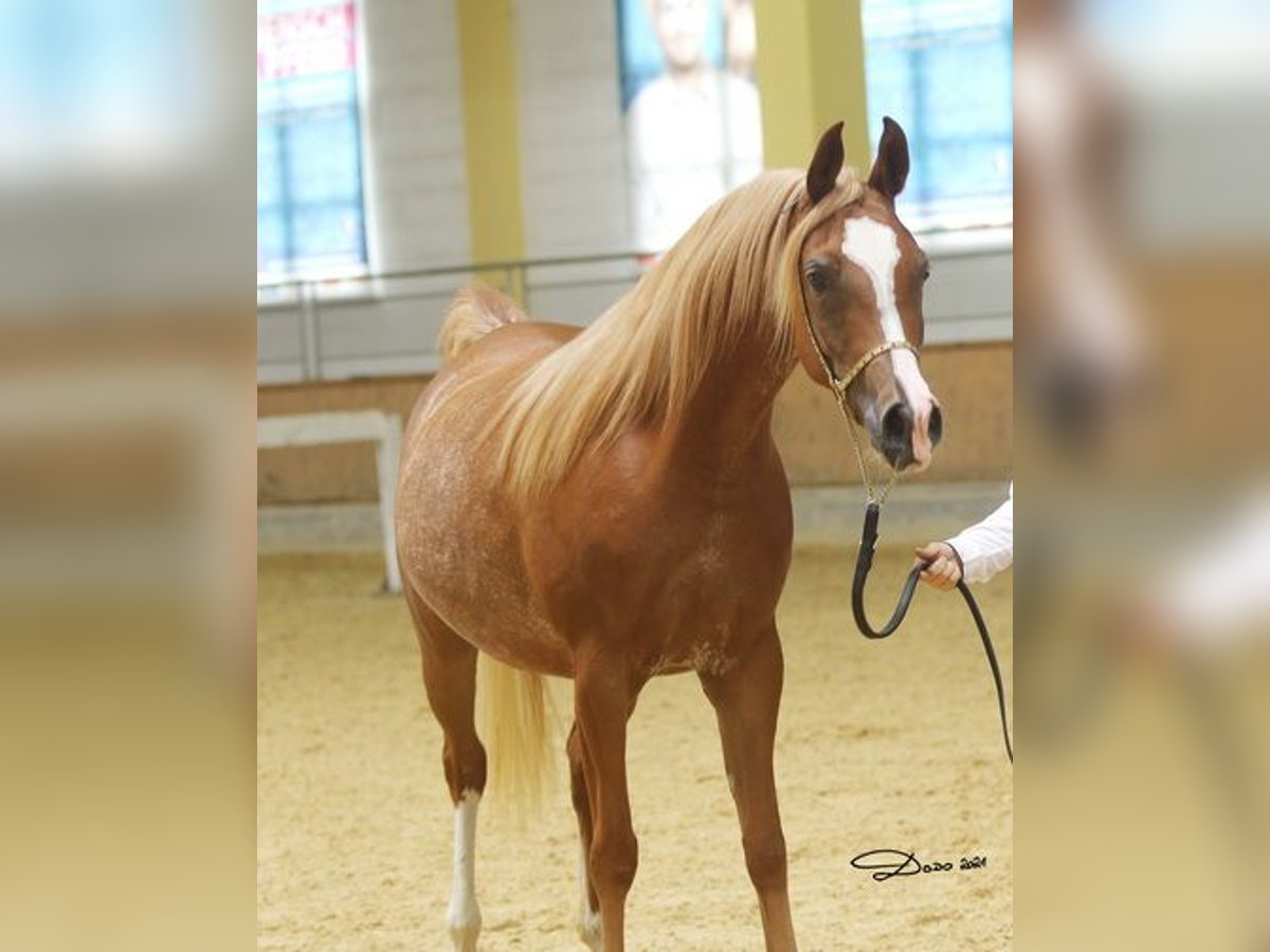 Arabian horses Mare 9 years in Wallsee