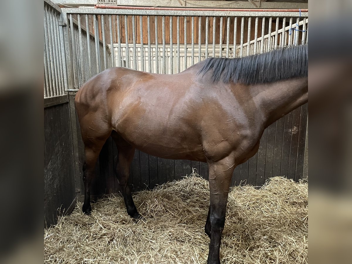 Arabian horses Mare 9 years Brown in Assamstadt