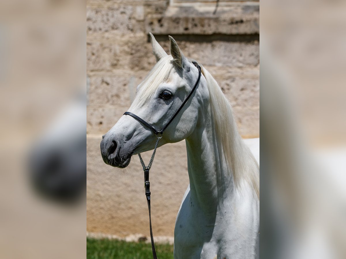 Arabian horses Mare 9 years Gray in Gomadingen