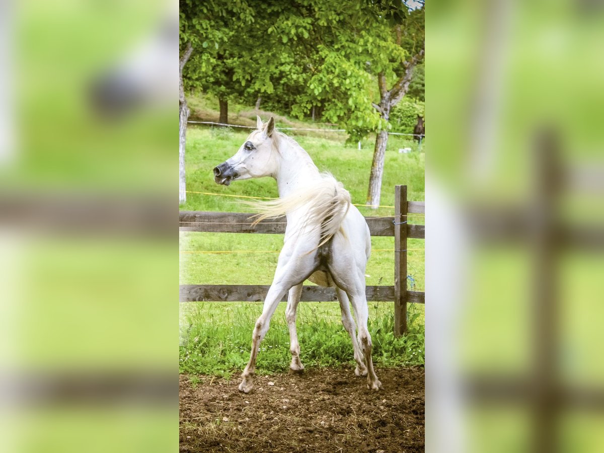Arabian horses Mare 9 years White in Spoleto
