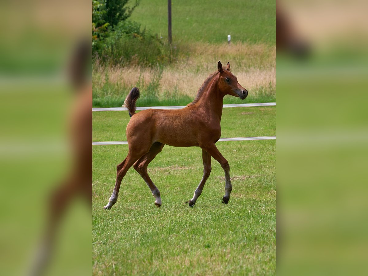 Arabian horses Mare Foal (04/2024) 15,1 hh in Gemünden (Felda)