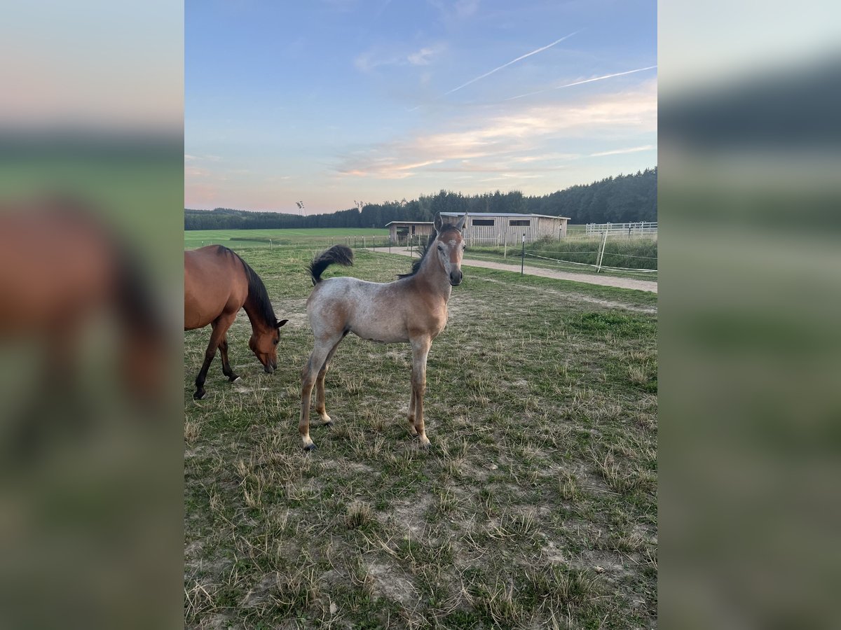 Arabian horses Mare Foal (06/2024) 15,1 hh Gray in Wain