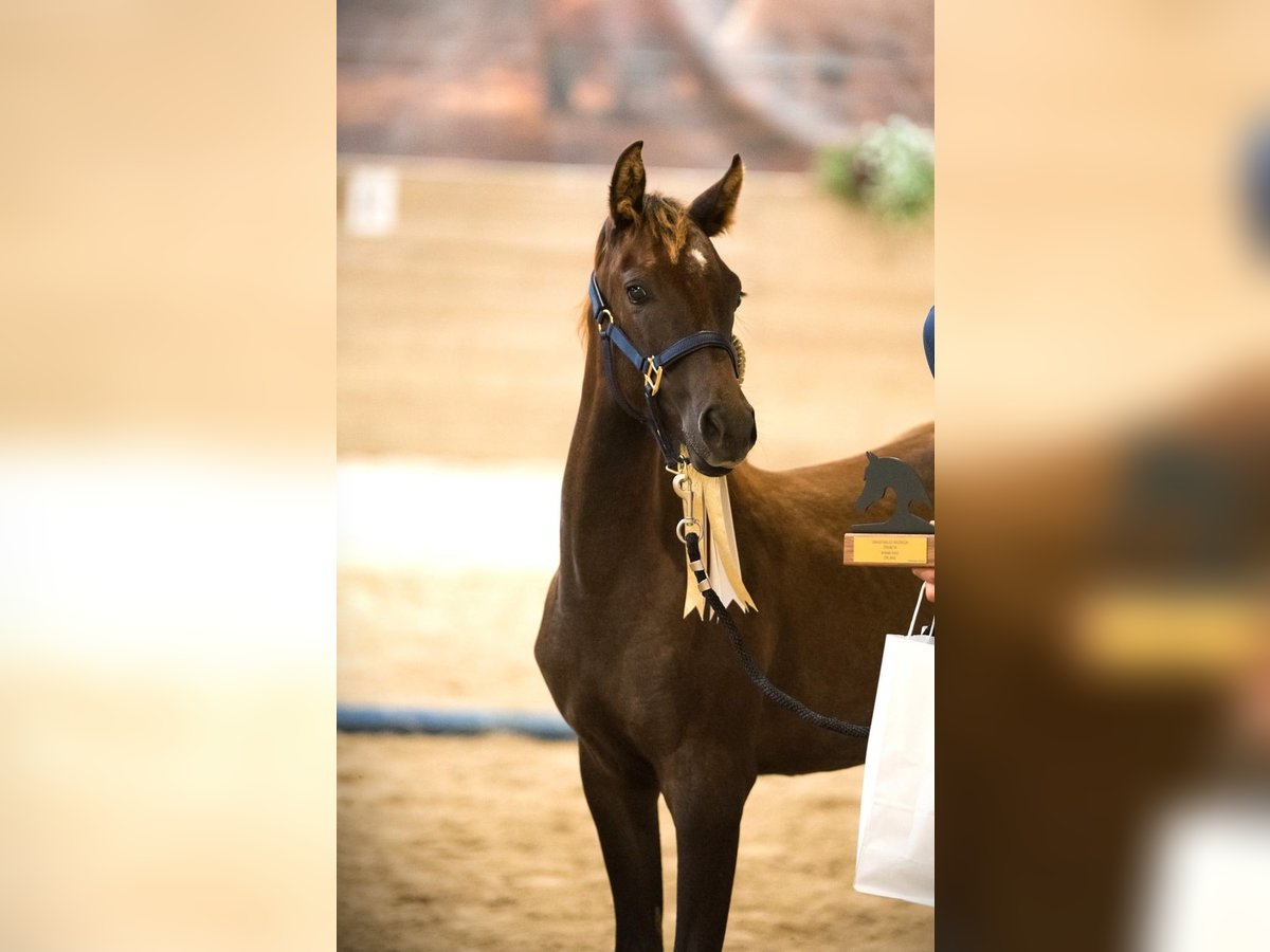 Arabian horses Mare Foal (03/2024) 15,1 hh Gray in Kočevje