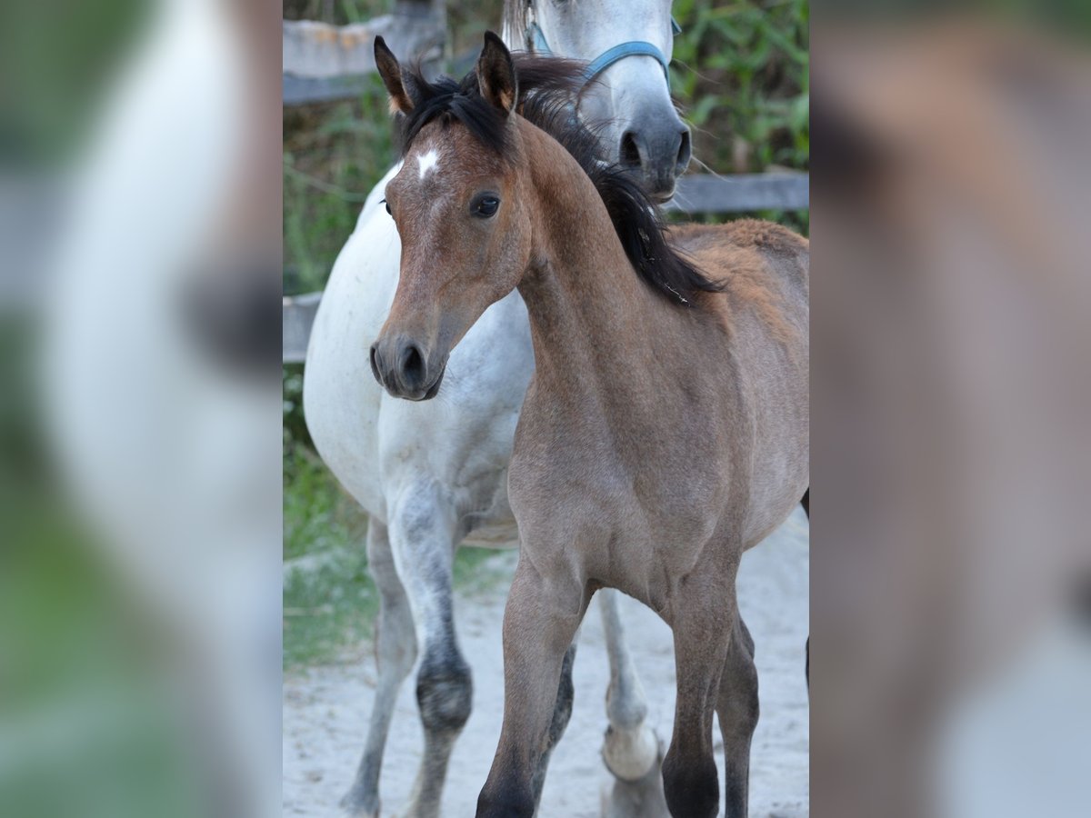 Arabian horses Mare Foal (03/2025) 15,1 hh Grey in Koprivnica