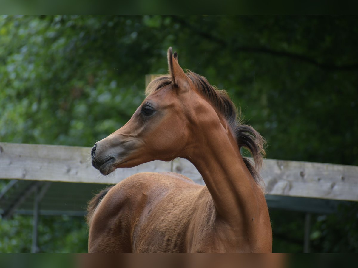 Arabian horses Mare Foal (04/2024) 15 hh Brown in Reichshof