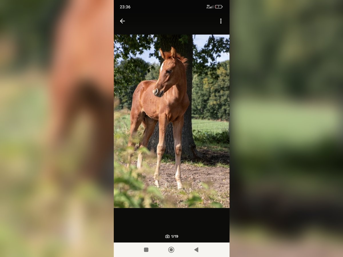 Arabian horses Mare Foal (06/2025) 15 hh Chestnut-Red in Rietberg