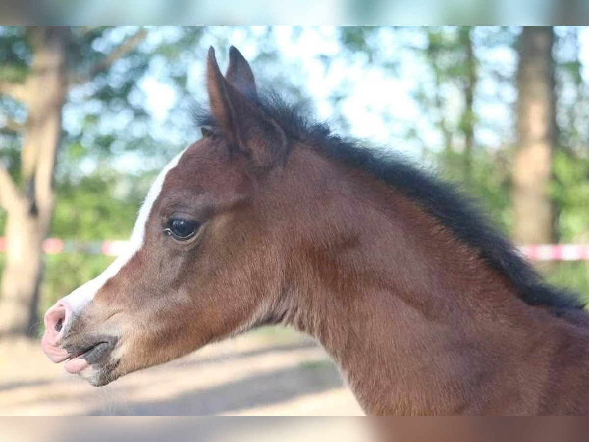 Arabian horses Mare  15,1 hh Brown in Rattenkirchen