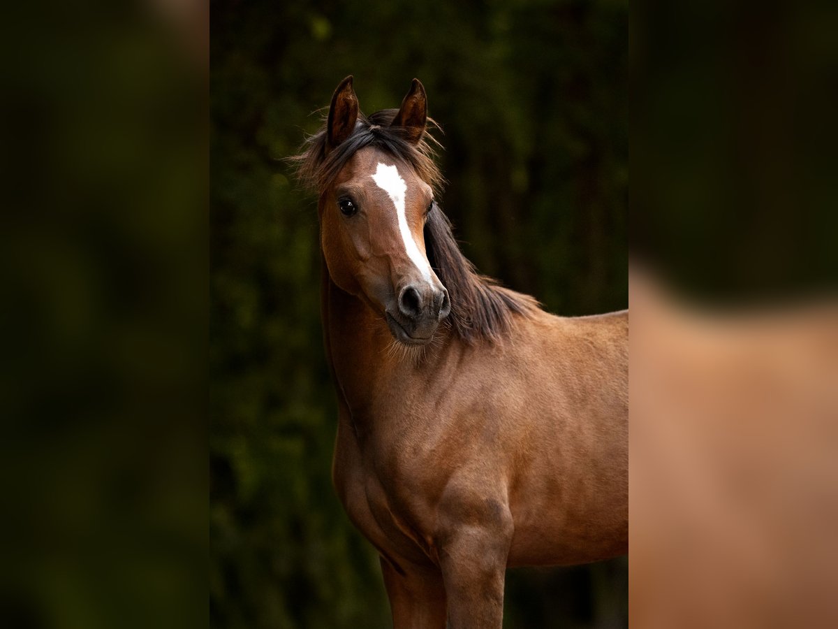 Arabian horses Mare Foal (03/2025) 15,1 hh Brown in Reichshof