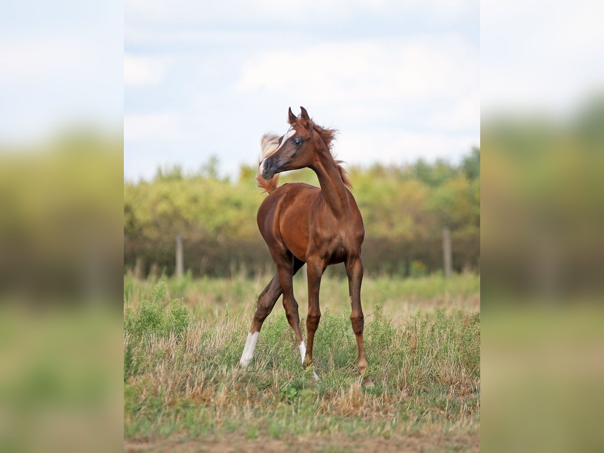 Arabian horses Mare Foal (04/2025) 15,1 hh Chestnut-Red in Strykow