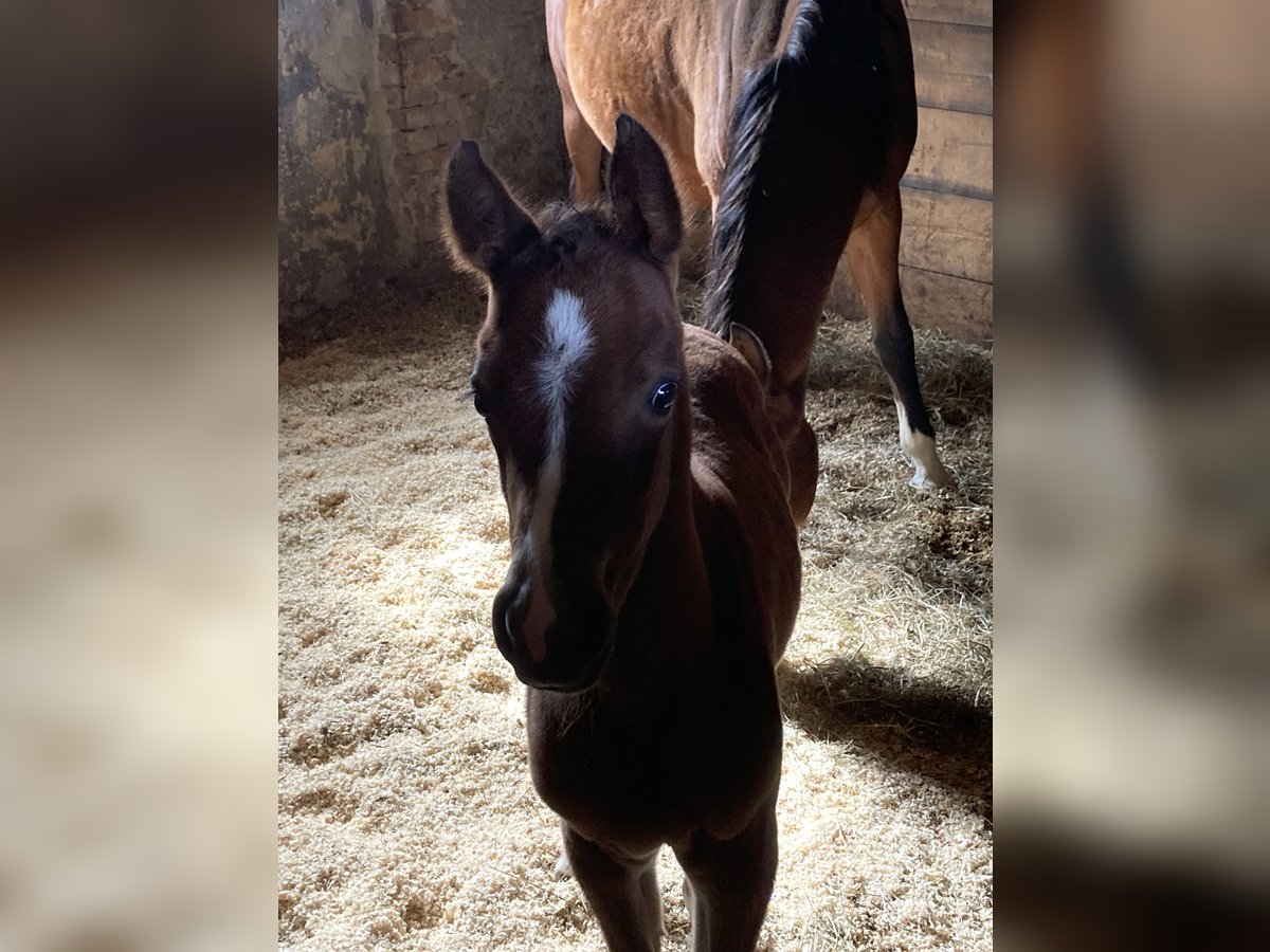Arabian horses Mare Foal (03/2025) 15,2 hh Brown in Theras Arabian horses Mare Foal (03/2025) 15,2 hh Brown in Theras