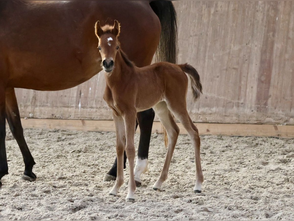 Arabian horses Mare  15,2 hh Brown in Bad Oldesloe