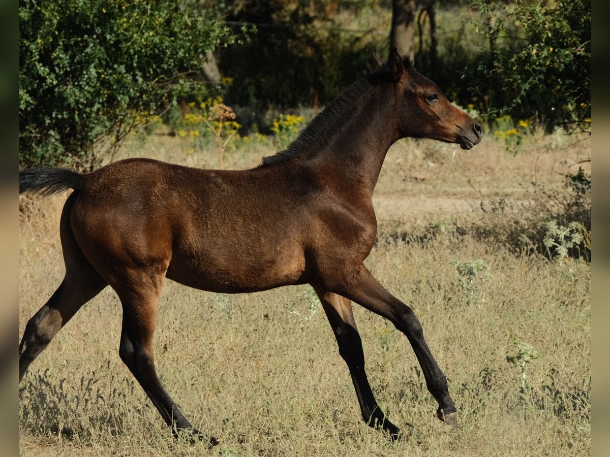Arabian horses Mare  Bay-Dark in Zamarramala
