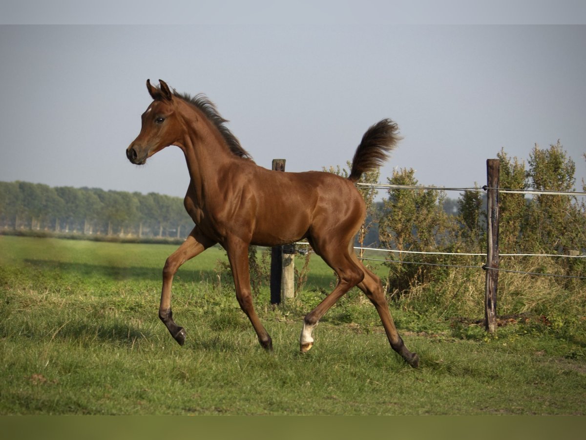 Arabian horses Mare Foal (06/2024) Bay-Dark in Zuidoostbeemster