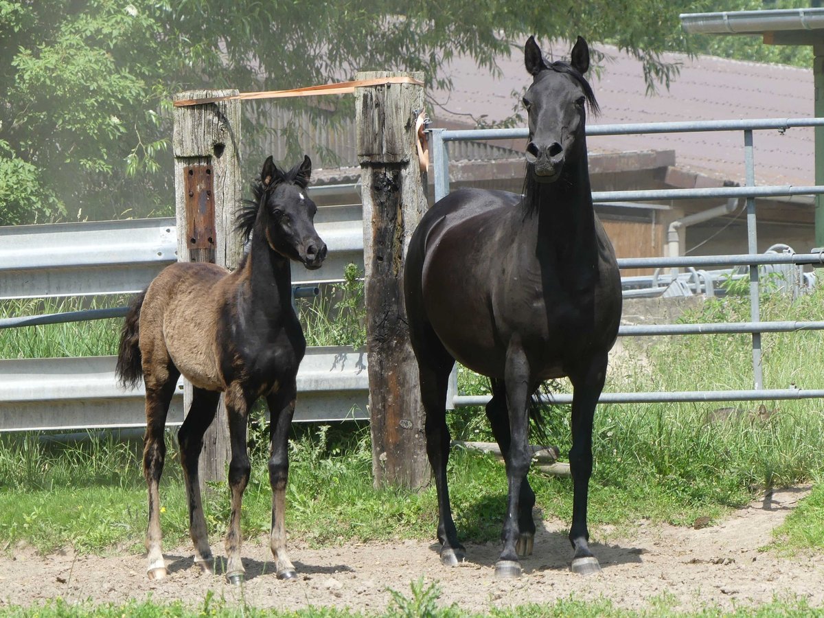 Arabian horses Mare  Black in Herzberg am Harz