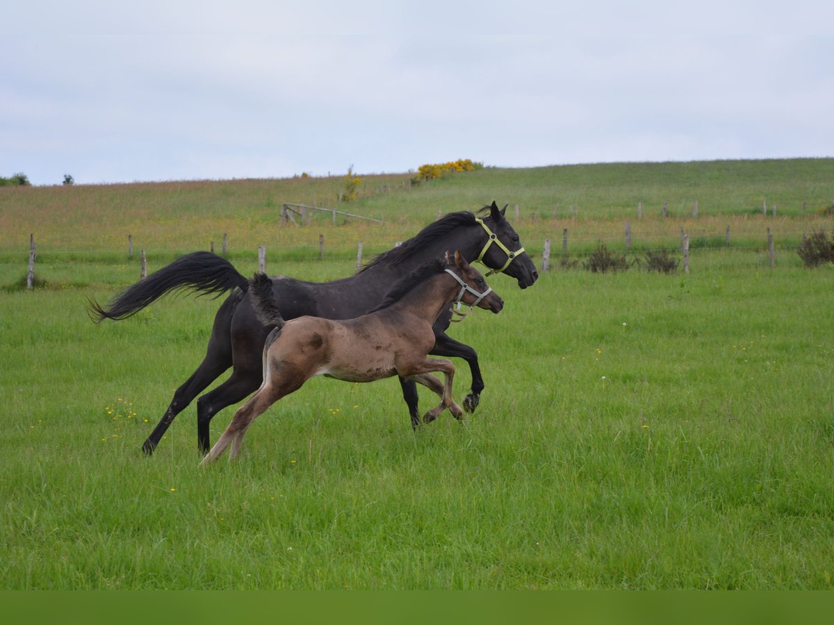 Arabian horses Mare Foal (04/2024) Black in Province du Luxembourg