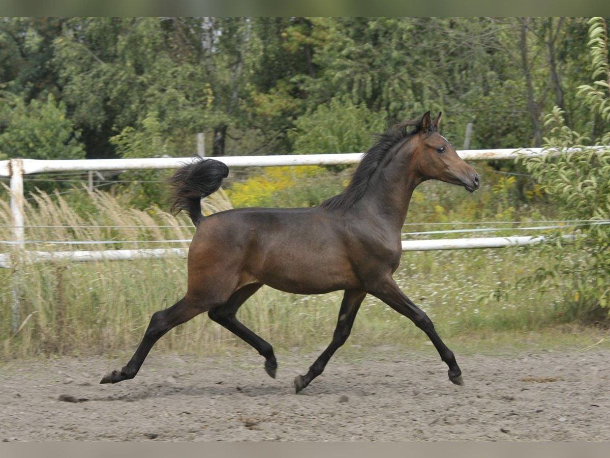 Arabian horses Mare Foal (02/2025) Brown in LODZ