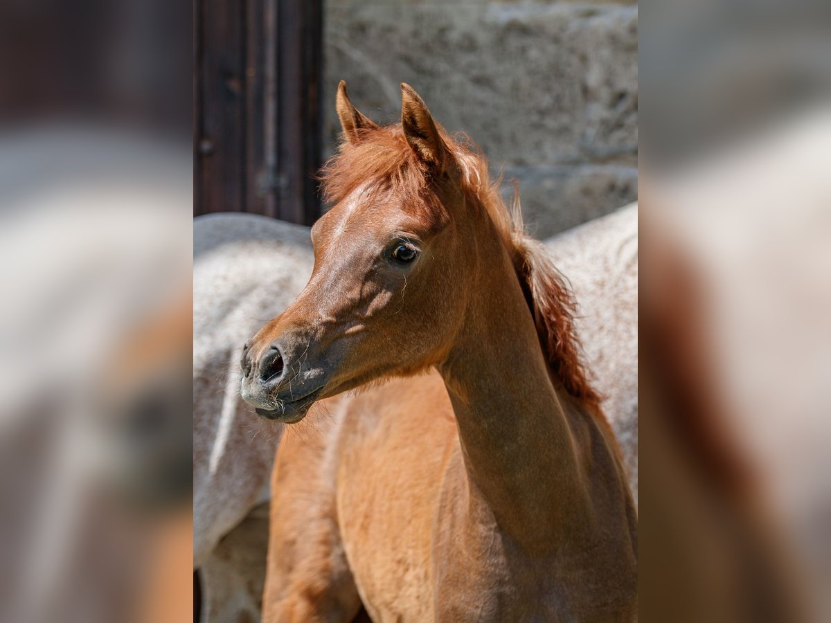 Arabian horses Mare Foal (02/2025) Can be white in Gomadingen