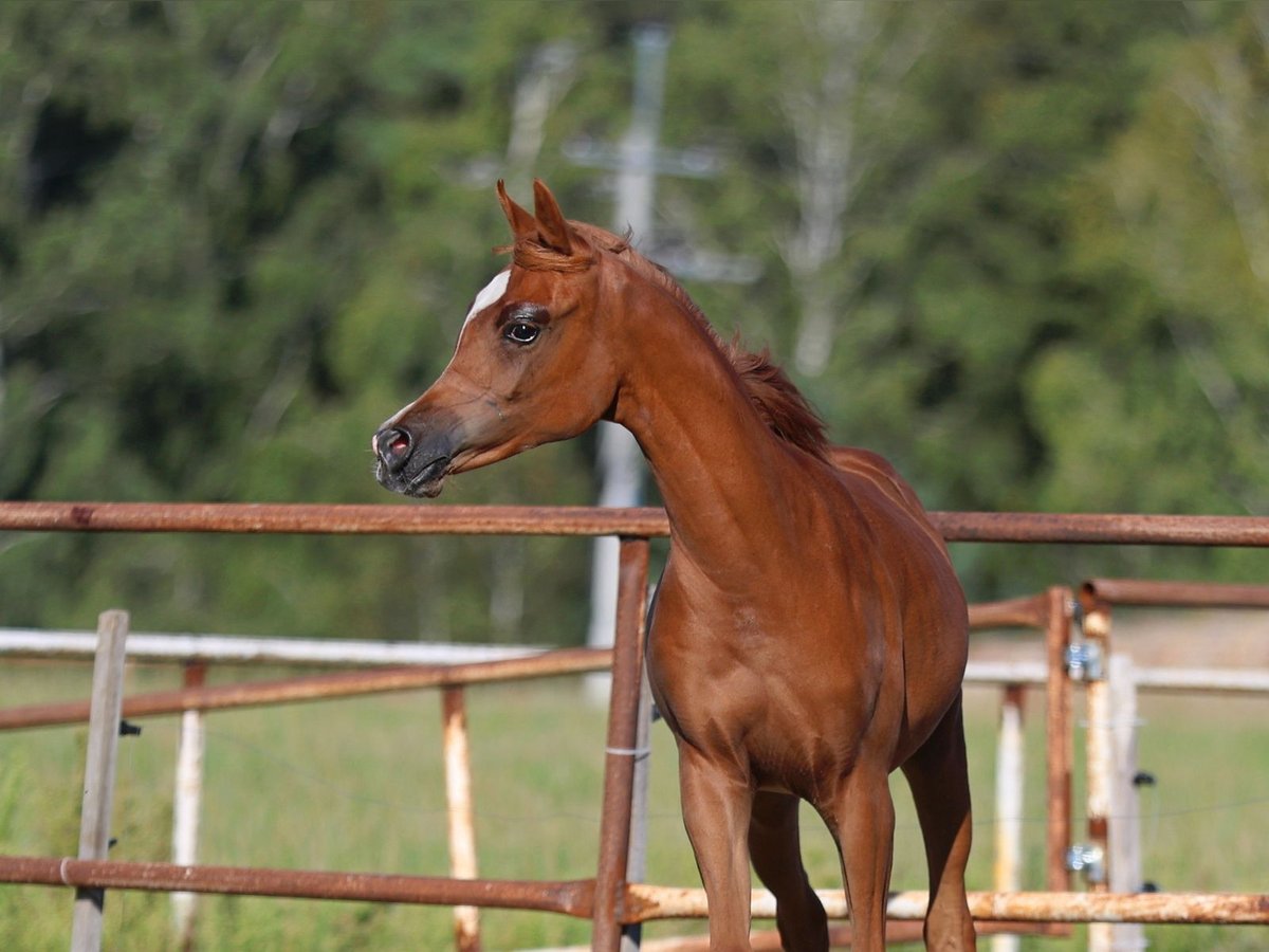 Arabian horses Mare Foal (01/2025) Chestnut-Red in Jezow